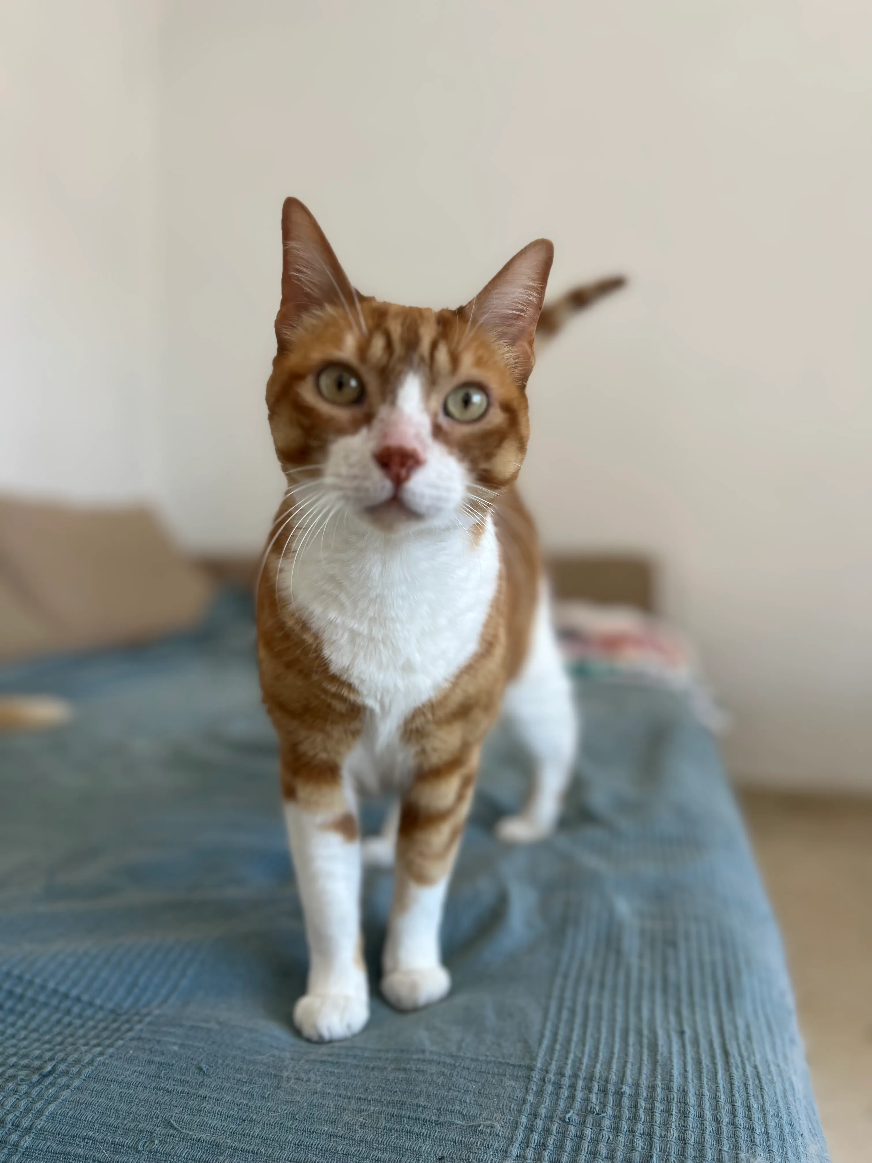 Relaxed cat during a cat sitting visit