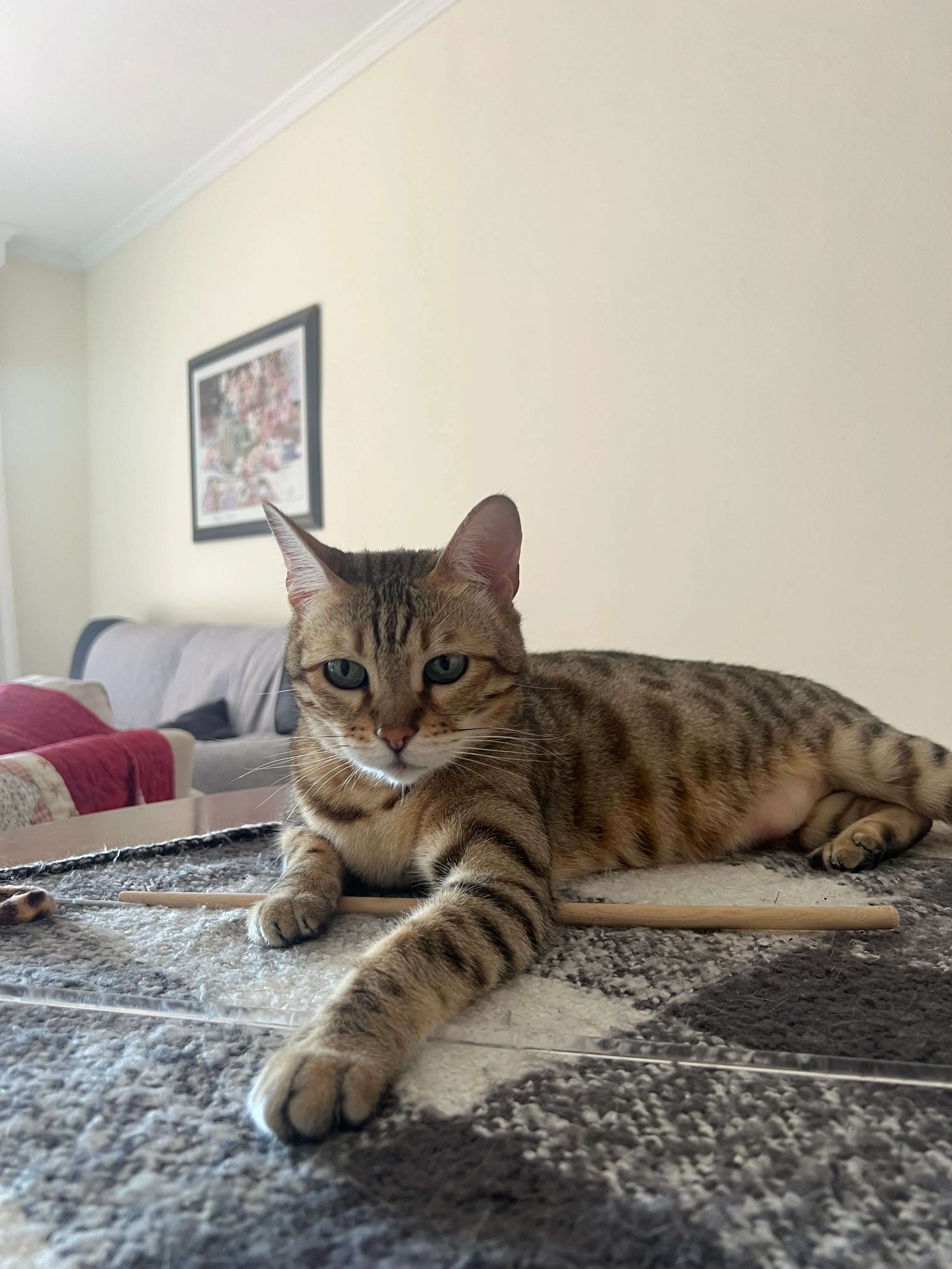 Curious cat in Málaga