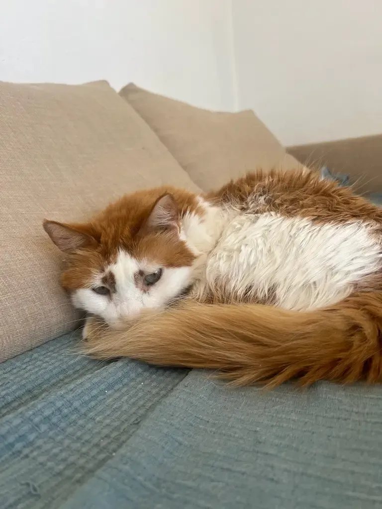 Cat cared for by Patricia Cat Care
