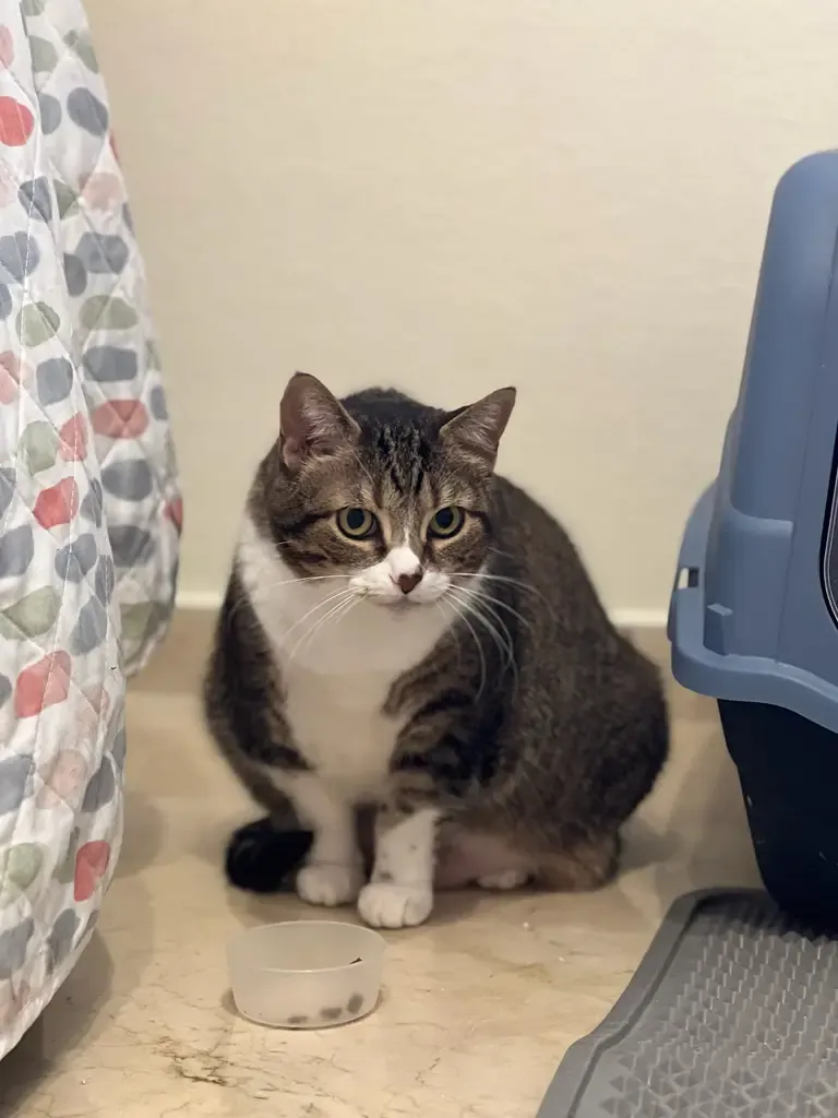 Happy cat with Patricia Cat Care